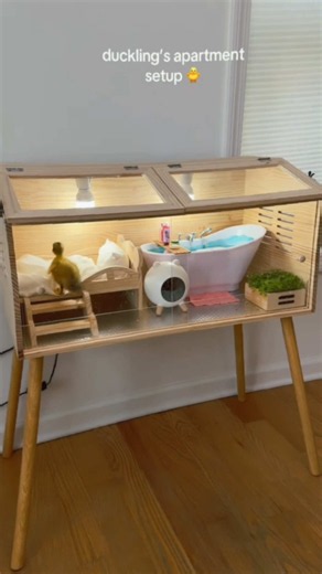 Duckling’s apartment setup ideas for indoor ducklings