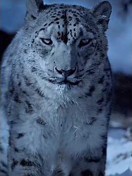6 Most Beautiful Animals in the World That Will Amaze You