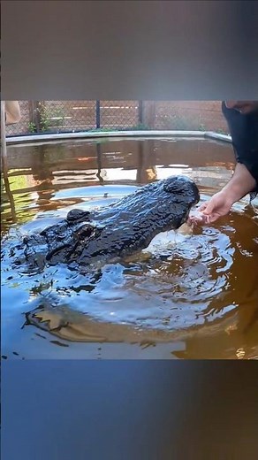 Hand Feeding Alligator!