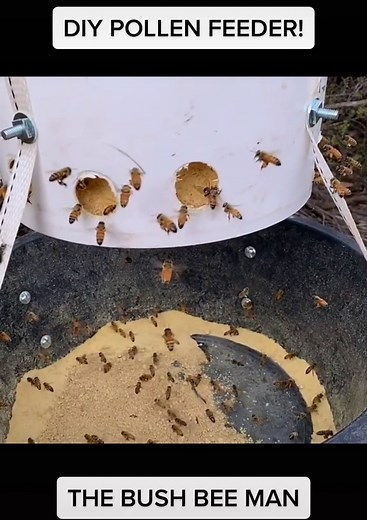 DIY Pollen Feeder for Honey Bees at Home