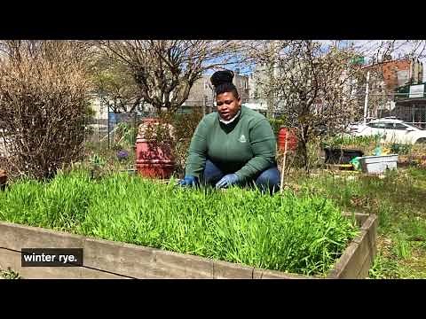 How to Turn In Your Cover Crops