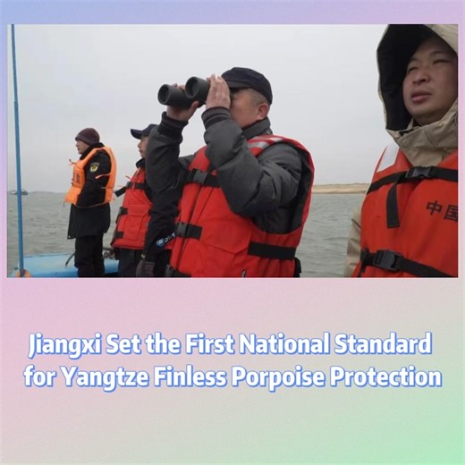 📍Jiangxi Set the First National Standard for Yangtze Finless Porpoise Protection ✍️Last month, the Press Conference of the State Council Information Office of the People’s Republic of China released the relevant situation of the mid-term evaluation of the 10-year fishing ban in the Yangtze River: the results of the 5th National Special Survey on Yangtze Finless Porpoises showed that the number of Yangtze finless porpoises recovered to 1,426 in 2025, an increase of 177 compared with the survey i