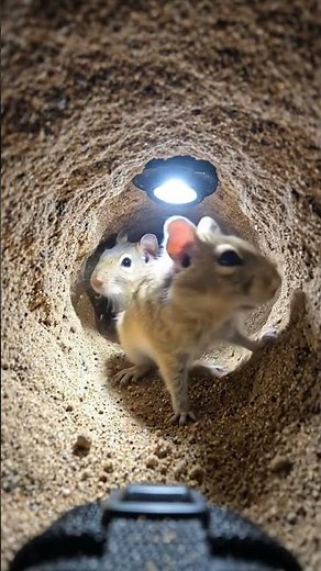 Great Gerbil POV: I Followed It Into a Hidden Burrow Kingdom #wildlife
