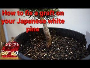 How to improve a graft on a Japanese white pine.