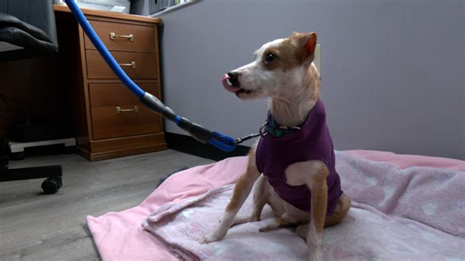 Investigation ‘ongoing’ in Centre County dog hoarding case