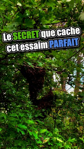 47K views · 438 reactions | Quel secret se cache au coeur d’un essaim ? #essaim #apiculteur #reine | Mellifere.com | Facebook