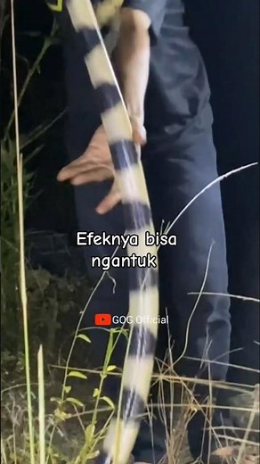 Banded Krait (bungarus fasciatus) #viralvideo #shortvideo #snake #bandedkrait #welang #viralvideo