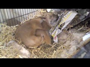 Prairie Dog Mating