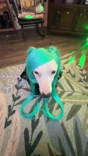 Hatsune Miku: Popipo Memes and Fun Facts