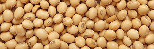 Is Soybean Oil Healthy Or Dangerous? Soybean Oil Explained
