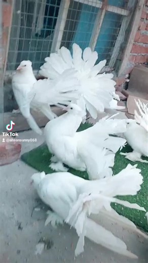 4.6K views · 622 reactions | My Fancy Pigeons | White Birds Lahore | Facebook