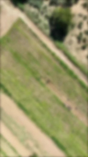 27K views · 392 reactions | Harvesting of potatoes on, Tuesday 05 March, at Neudamm Campus as part of UNAM's Seed Research and Seed Multiplication Programme. The Vice Chancellor set hands-on example, by digging into the soil alongside staff and students 凜 | University of Namibia (UNAM) | Facebook