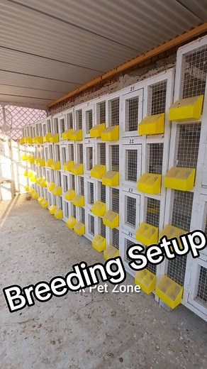 Kabootro ka hr trha ka Stock mngwaen #0317OO4O213- #accessories #pigeon