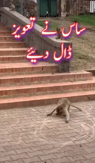 Hilarious Dubbed Monkey Videos