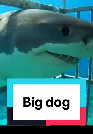 Understanding Big Dogs: When Not to Pet Them