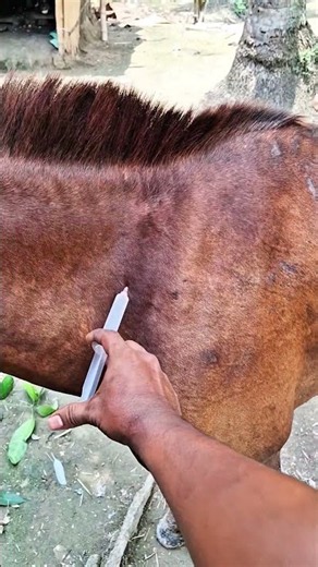 Hourse injection technique 100%✅