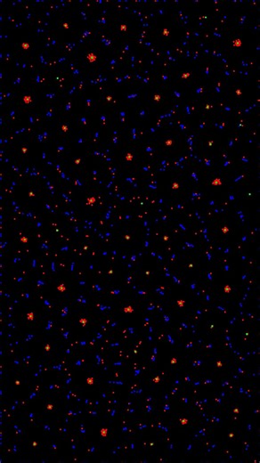 Particle Life Simulation - 2025-12-16