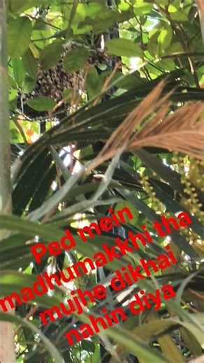 ped mein madhumakkhi tha mujhe dikhai nahin diya. #minivlog #shorti #vlog #youtubeshorts