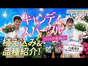 [New Product] Candy Sparkle Variety Introduction & Growing Instructions [Suntory Flowers]