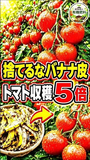 【家庭菜園】捨てるな！バナナの皮を乾燥させるだけで『トマトの収穫5倍』(0円)の裏技 | Dry Banana Peels for 5X Tomato Harvest—Free Trick