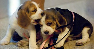 If You Thought Fauci's Beagle Torture Experiment Was Bad, Look Where He Reportedly Sourced the Pups