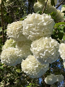 Chinese Snowball Viburnum Shrub – White Spring Blooms, Hardy Flowering Bush, Live Plant - Etsy