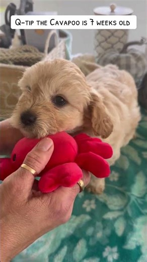 Ready Dec 9th. CKC F1b cavapoo. #puppy #cavapoo #cute #poodle #cavalierkingcharles