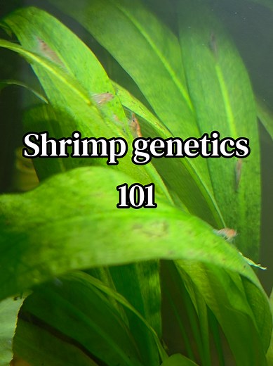 Cherry Shrimp Babies Surprise: Clear vs. Red Genetics