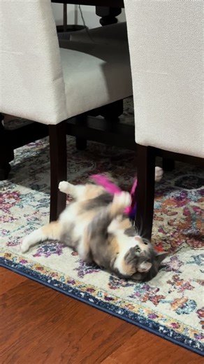 It’s so hard to keep her entertained. #cat #playtime #catlover #catsoftiktok #cutecat