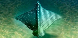 UCLA Bioengineering leads development of stingray-inspired soft biobot