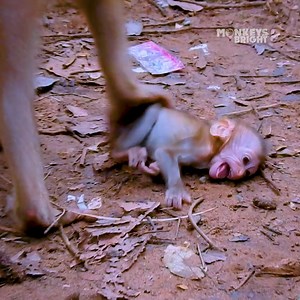 295K views · 590 reactions | Cry.. Cry very loud.. Trillion pity baby monkey Rainbow very hungry milk crying loudest, Why Libby so lazy nursing like this? | 古风好剧 | Facebook