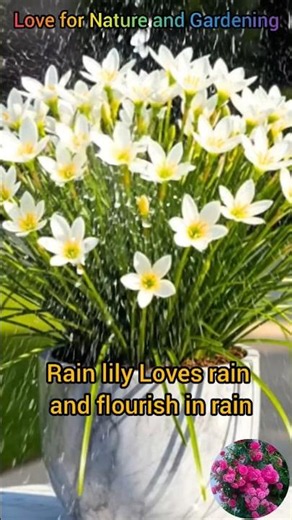 Care for Rain lily| propagation of rain lily| Rain sounds|How to get more flowers#shortvideo #shorts