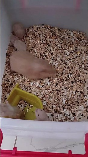 little hamsters 🐹 growing well