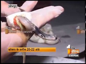 First India News Exclusive on Cobra Birth