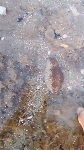 Was Just Walking... Then I Found This Sea Creature! 😲🌊
