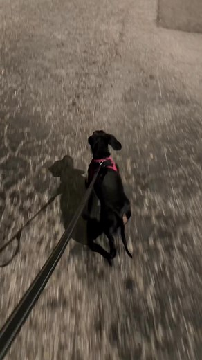 Strutting my stuff 🐾🐾🐾 #fb #reels #dogs #dachshund #doglife #smile #walking | Precious Longdoggie and sister Angel Pippy