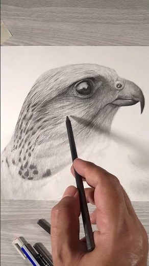 Part of a falcon drawing | #sketch #pencildrawing #drawing