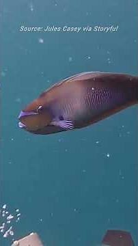Curious Fish Enjoys Diver's Bubbles in Maldives