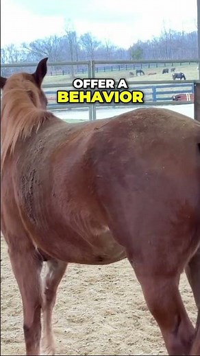 Horse Communication: Unlocking Their Signals