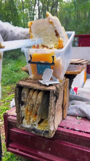 369K views · 5.4K reactions | Harvesting Pure Wild Honeycomb  | Q Bee | Facebook