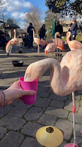 Want to feed a flamingo?! 🦩 Every day around 11:30 am, our flamboyance of Chilean flamingos parades to Screaming Gibbon Pizza Kitchen for their mid-morning snack—and you can be part of the fun! These high-altitude birds from the Andes are built for extreme conditions, so a little cold won’t stop them from their daily strut through the Zoo. | Nashville Zoo