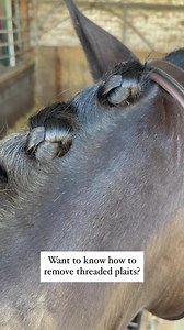 Following on from our ‘Plaiting with Thread’ tutorial, our highly requested guide to removing threaded plaits is here! ✂️✨ It’s simple once you know how, and even easier with the Smart Grooming Quick Unpick 🧵👌 #plaitremoval #plaitingtutorial #smartgrooming #quickunpick #equestrianstyle #groomingtips #showprep | Smart Grooming