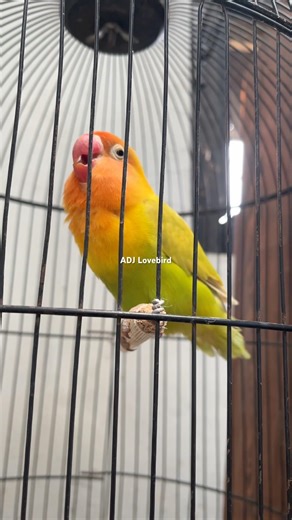 Burung Lovebird Gacor