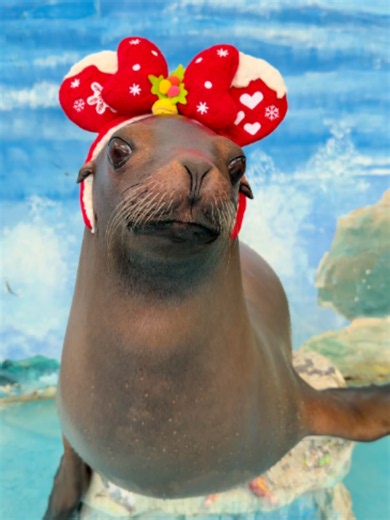 Sea Lion Facts: Complete Guide to Sea Lions