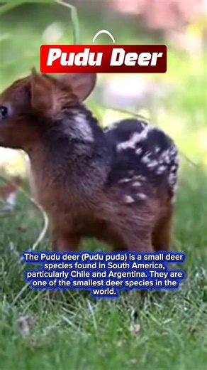 PUDU Rusa terkecil di dunia #shorts #animallovers #deer #small