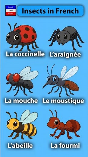 Basic French Vocabulary Words | French Tutor Online #shorts