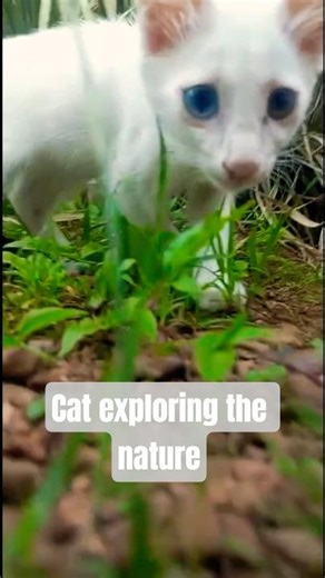 cat exploring the nature #ViralCat #FunnyCats