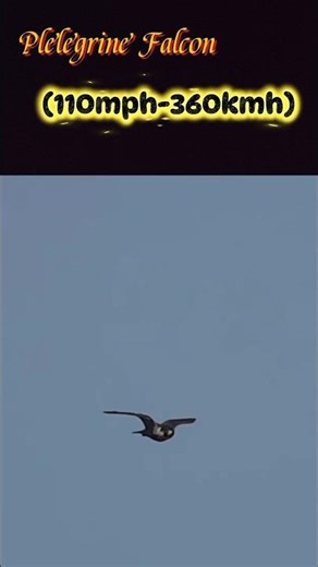 Fastest Animals on Earth ⚡ Falcon, Eagle, Cheetah & Wolf Speed Test #shorts