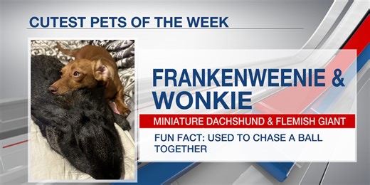 Cutest pets of the week: Frankenweenie and Wonkie