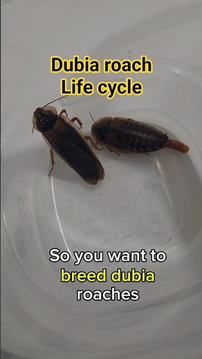 How to breed Dubia Roaches